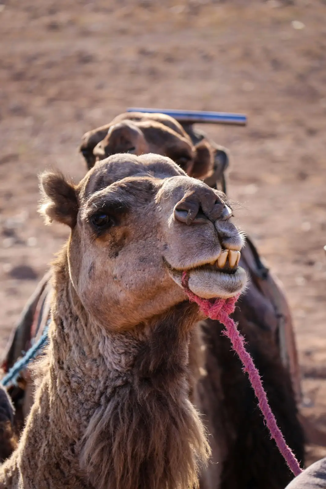 Zagora, Erg Chegaga, Taroudant & Essaouira 5 Days Tour